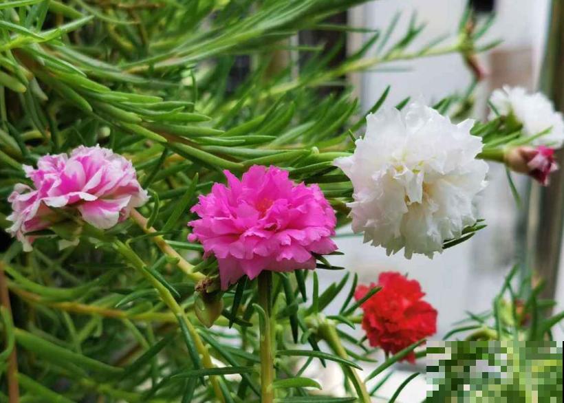 今日入伏,养花别做3件事,不然分分钟枯死! 今日入伏,养花别做3件事,不然分分钟枯死!