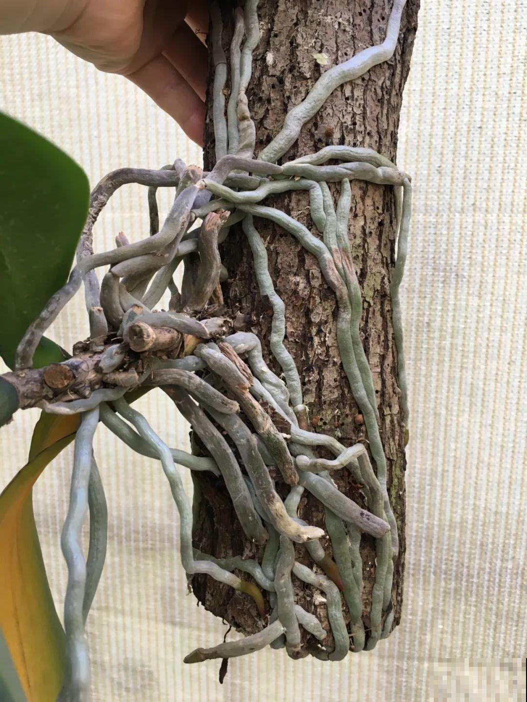 不用施肥打药，这花旱它几个月，疯狂爆花！