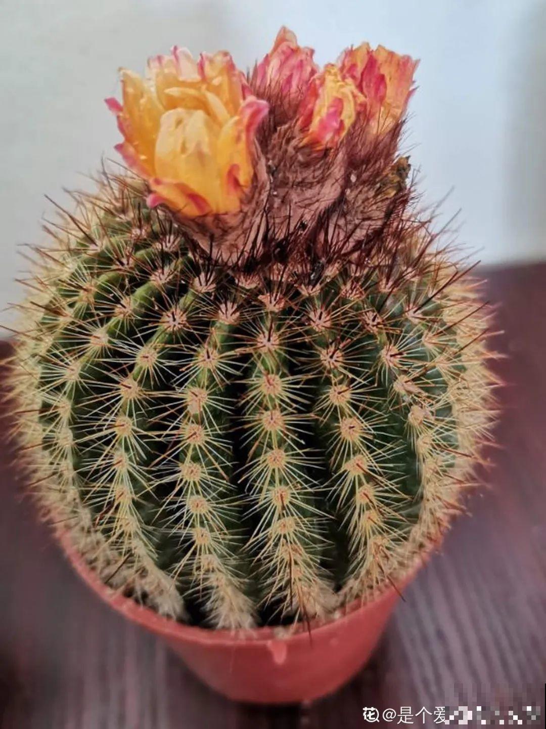 5种花,卧室不能养,离太近都不好! 5种花,卧室不能养,离太近都不好!