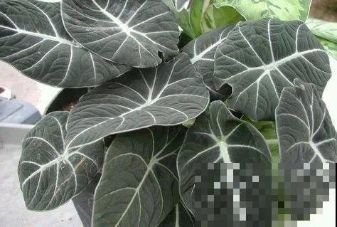 12种花，堪称“耐阴王”，比绿萝好看一万倍！