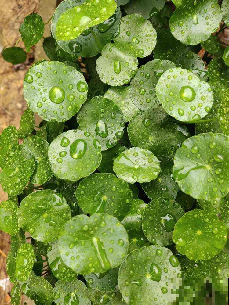 现在流行种草啦，6种草比花还要美，只养一种就够了