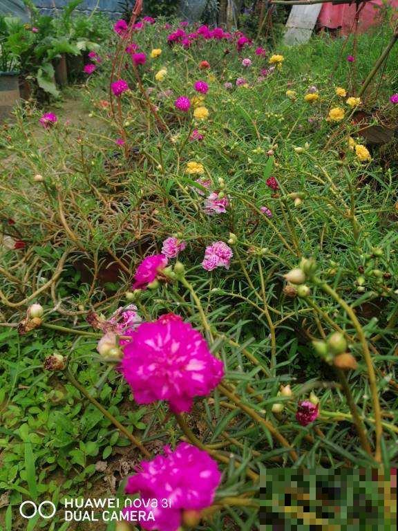 脚踩都不死的花，一开就是一大片，纯属懒人花卉