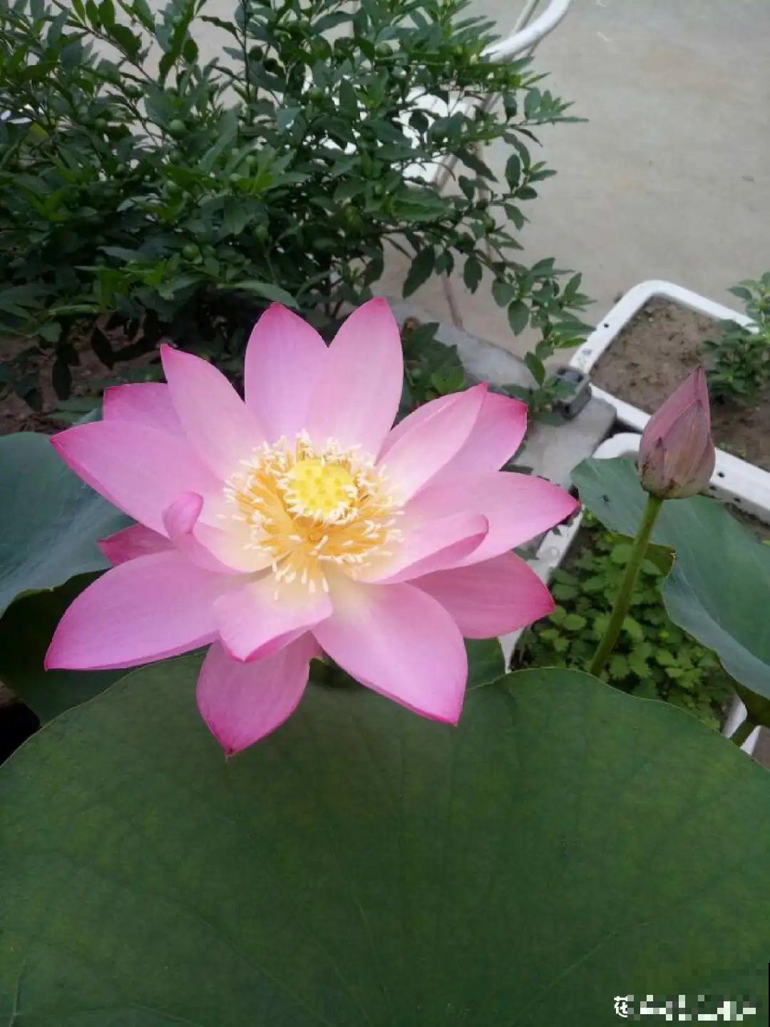 买花要瞪大眼睛，长得太像容易上当，大家要注意