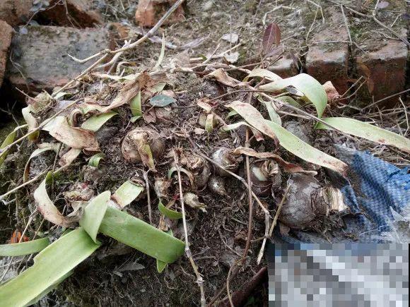 养这花，10年都不用换盆，照样养成传家宝