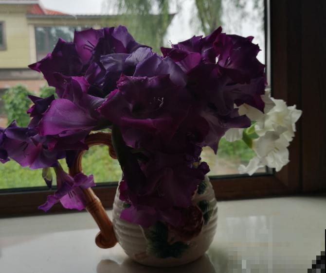 大门口种一丛它，开花一串几十朵，邻居天天跑来看！