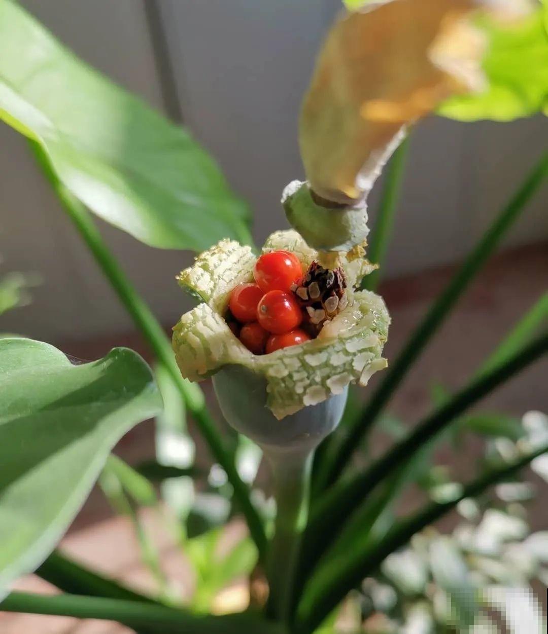 5种花,卧室不能养,离太近都不好! 5种花,卧室不能养,离太近都不好!