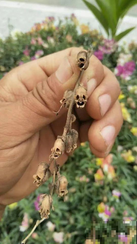 家里养这4种花，呼呼窜2米，开花成一串