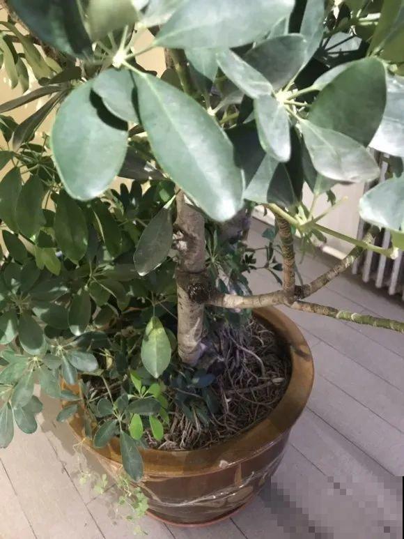 养这花，10年都不用换盆，照样养成传家宝