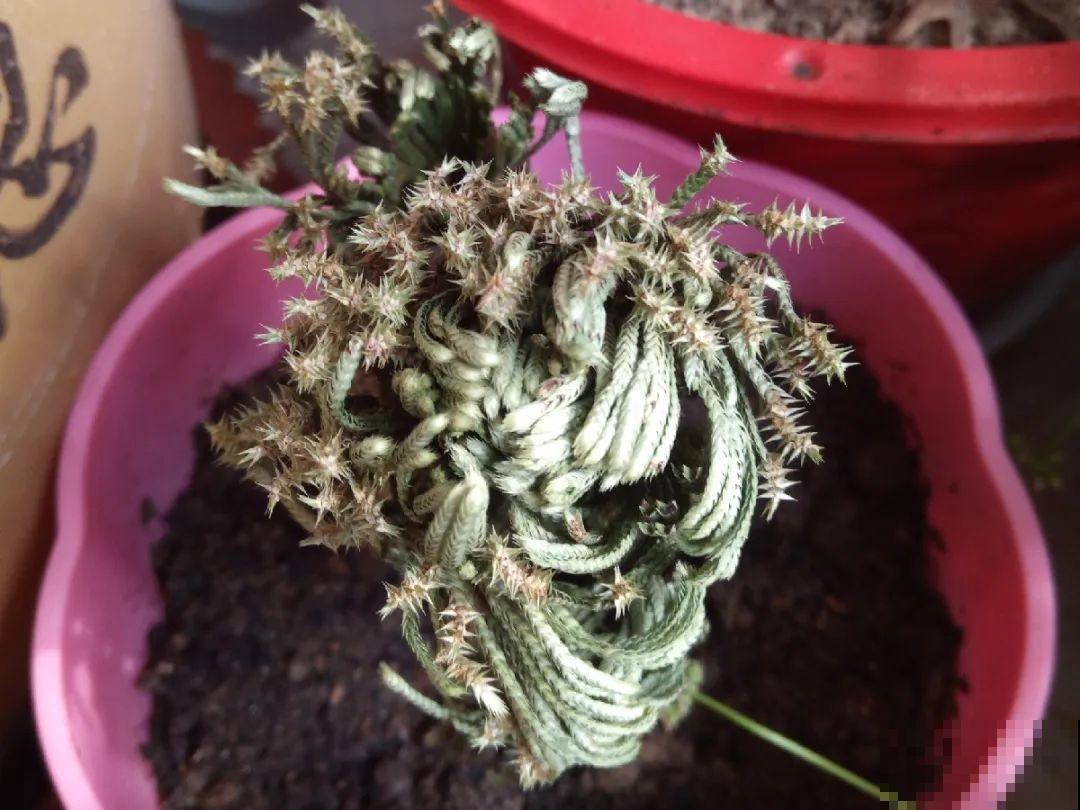 神奇的卷柏，可以起死回生，喷点水就复活！