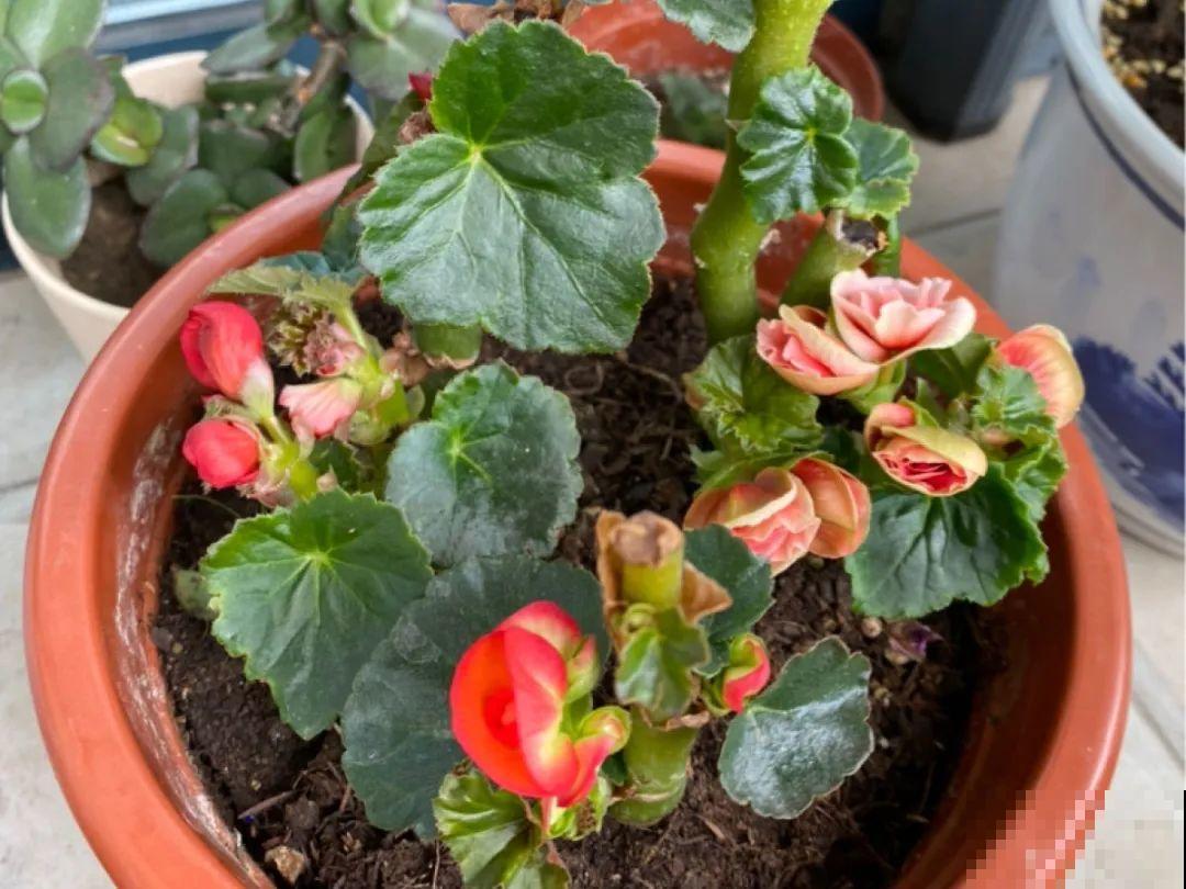 公认难养的20种花,养一盆死一盆,下次还敢买? 公认难养的20种花,养一盆死一盆,下次还敢买?