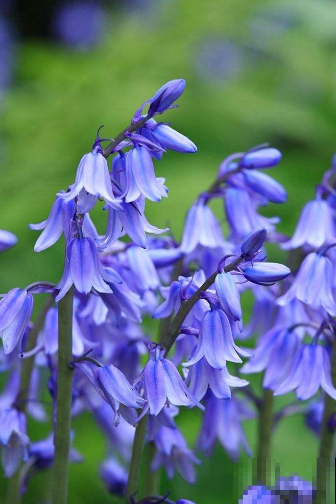 5种冷门花，今年特别流行，从种下到开花只用2个月！