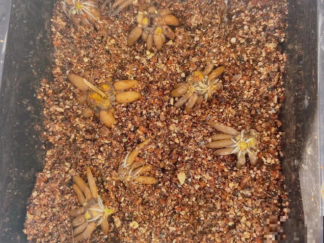 家里养盆花毛茛，开花像牡丹，艳丽多彩超漂亮