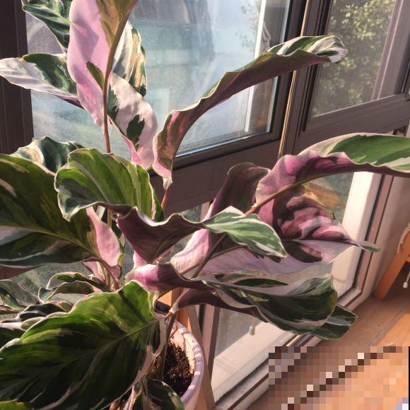 别养绿萝了,这种超级耐阴王,叶子比油画还美! 别养绿萝了,这种超级耐阴王,叶子比油画还美!