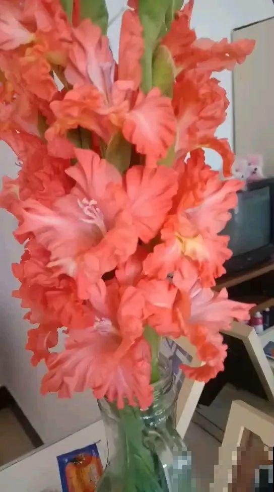 家里养这4种花，呼呼窜2米，开花成一串