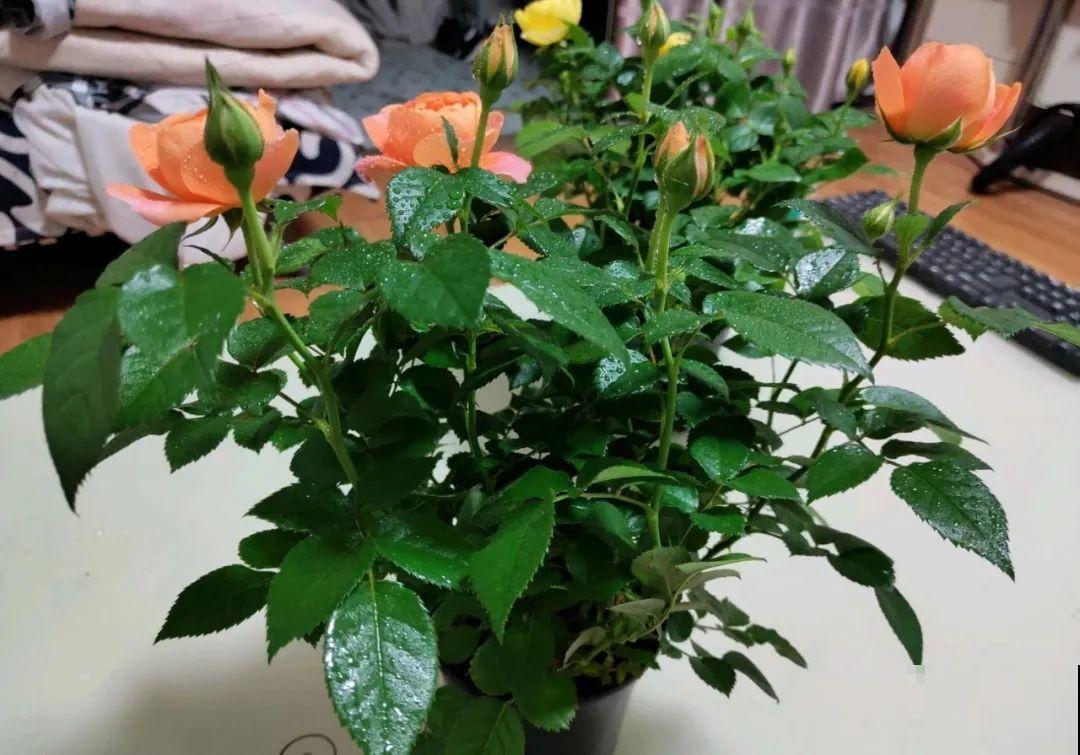 周末去花市捡漏，这花竟然1块钱1棵，赶紧买！