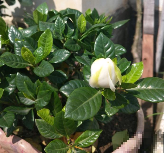 家里有这6种花,赶紧擦点啤酒,叶子长得黑绿油亮! 家里有这6种花,赶紧擦点啤酒,叶子长得黑绿油亮!