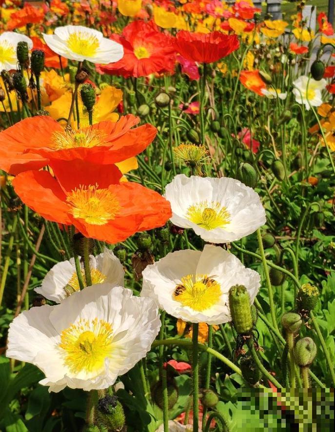 各国的国花,居然被他编成一首诗,太有才了! 各国的国花,居然被他编成一首诗,太有才了!
