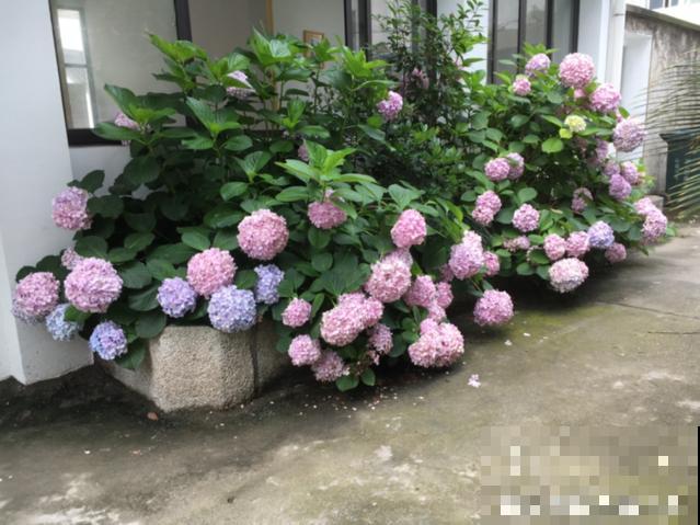 绣球老了不开花,这么养,老桩爆开上千朵花! 绣球老了不开花,这么养,老桩爆开上千朵花!