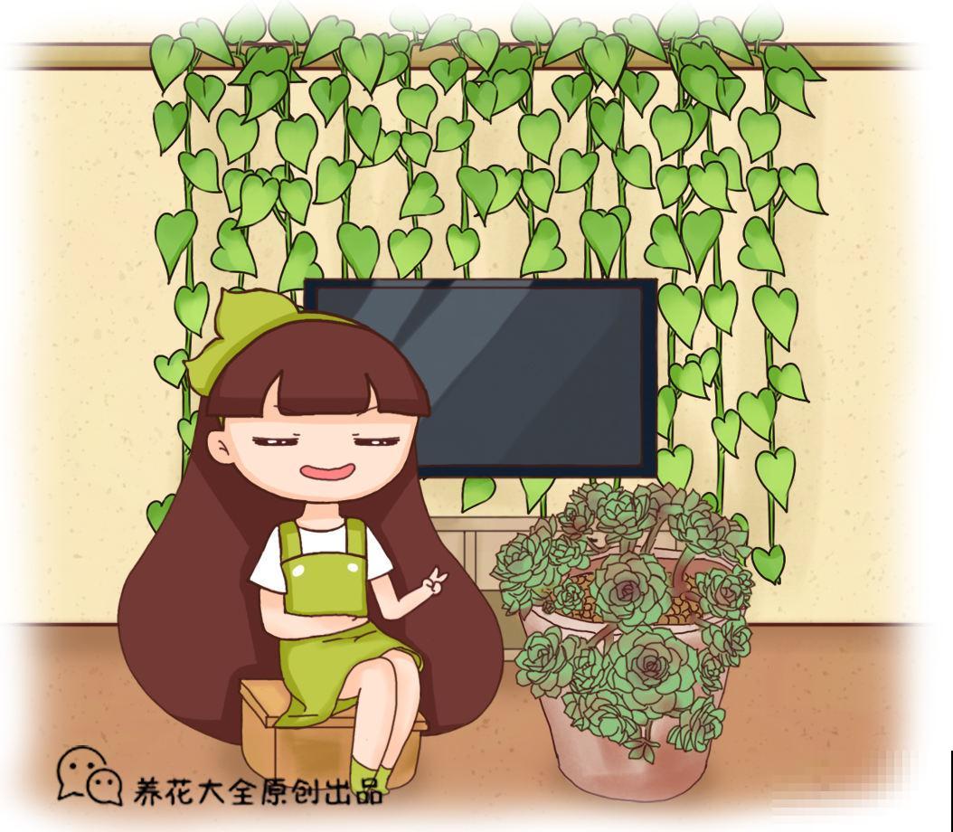 适合上班族养的花，放在电脑旁，放松压力还能明目