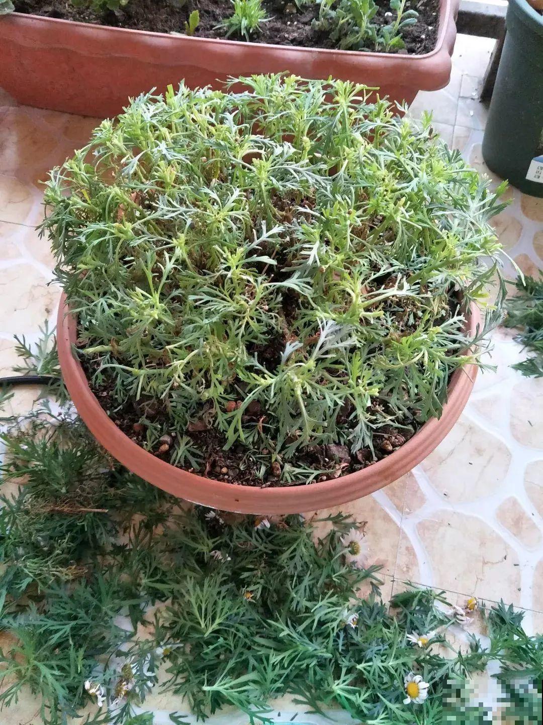 三角梅狠心剪一剪，花芽蹭蹭冒，开爆盆