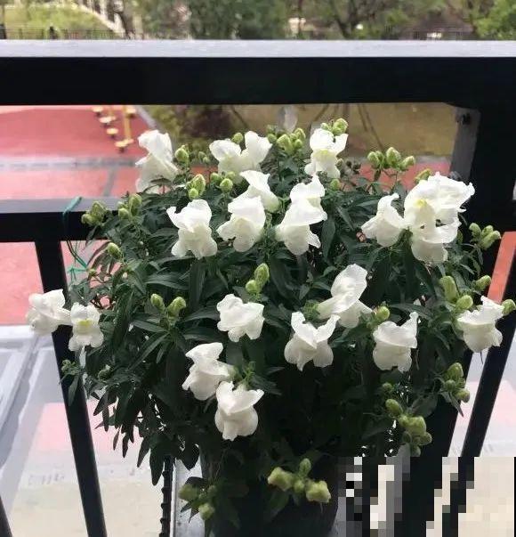 10种花,不怕风吹雨淋,不怕暴晒干旱,四季爆开花,堪称花坚强! 10种花,不怕风吹雨淋,不怕暴晒干旱,四季爆开花,堪称花坚强!