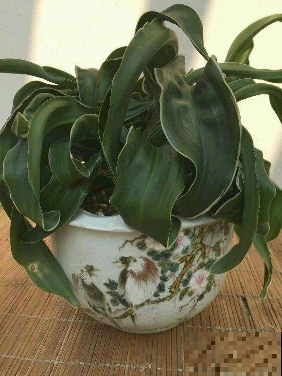 12种花，堪称“耐阴王”，比绿萝好看一万倍！