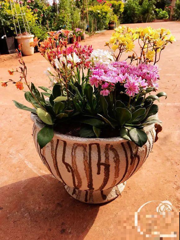 女儿辞职，回家养花，老爸说：15亩地，你负责养花，我负责蔬果！