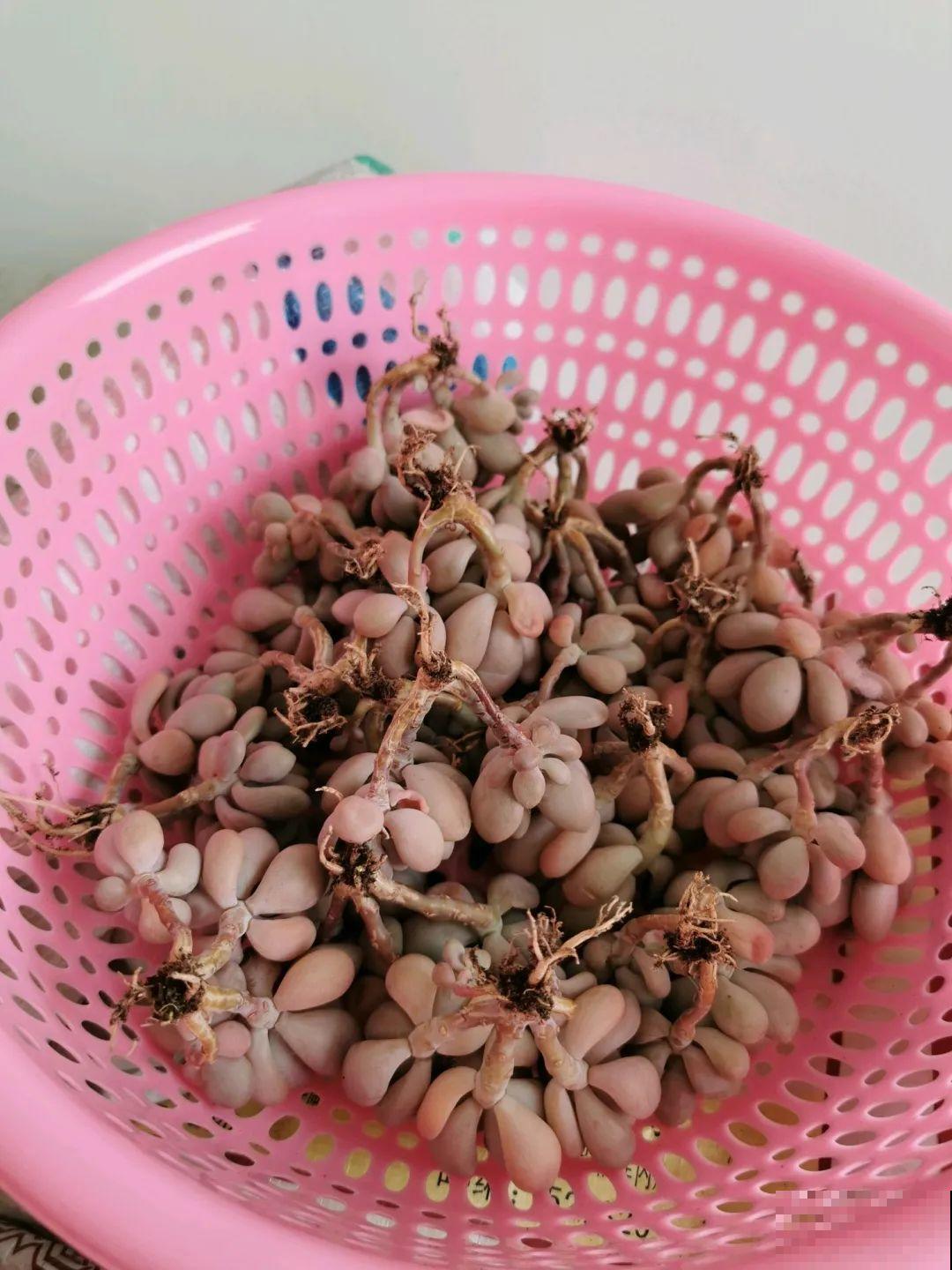 周末去花市捡漏，这花竟然1块钱1棵，赶紧买！