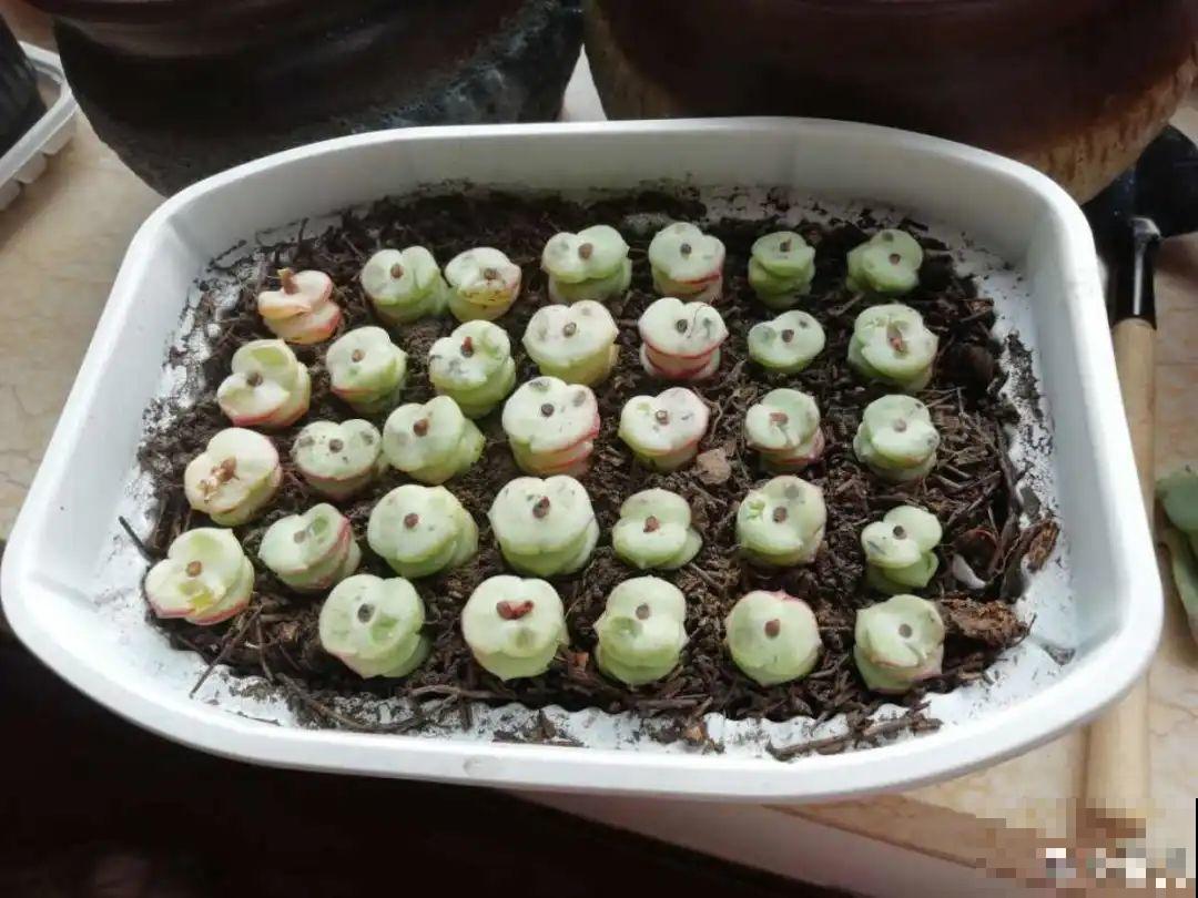 养花要狠得下心,枝条剁八段,呼呼长成新盆栽 养花要狠得下心,枝条剁八段,呼呼长成新盆栽