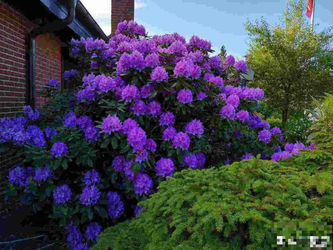 接近两米的天竺葵,比人还高,开花真霸气! 接近两米的天竺葵,比人还高,开花真霸气!