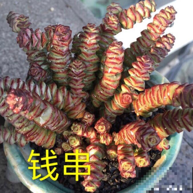 这种多肉,爆盆太可怕了,叶子多得往外溢! 这种多肉,爆盆太可怕了,叶子多得往外溢!