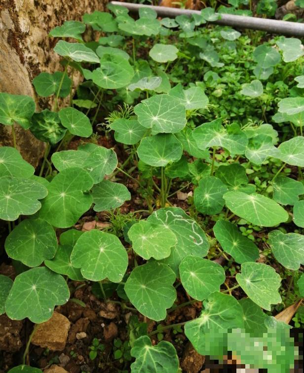 这5种植物，叶子长得太像了，放一块你绝对认不出来！