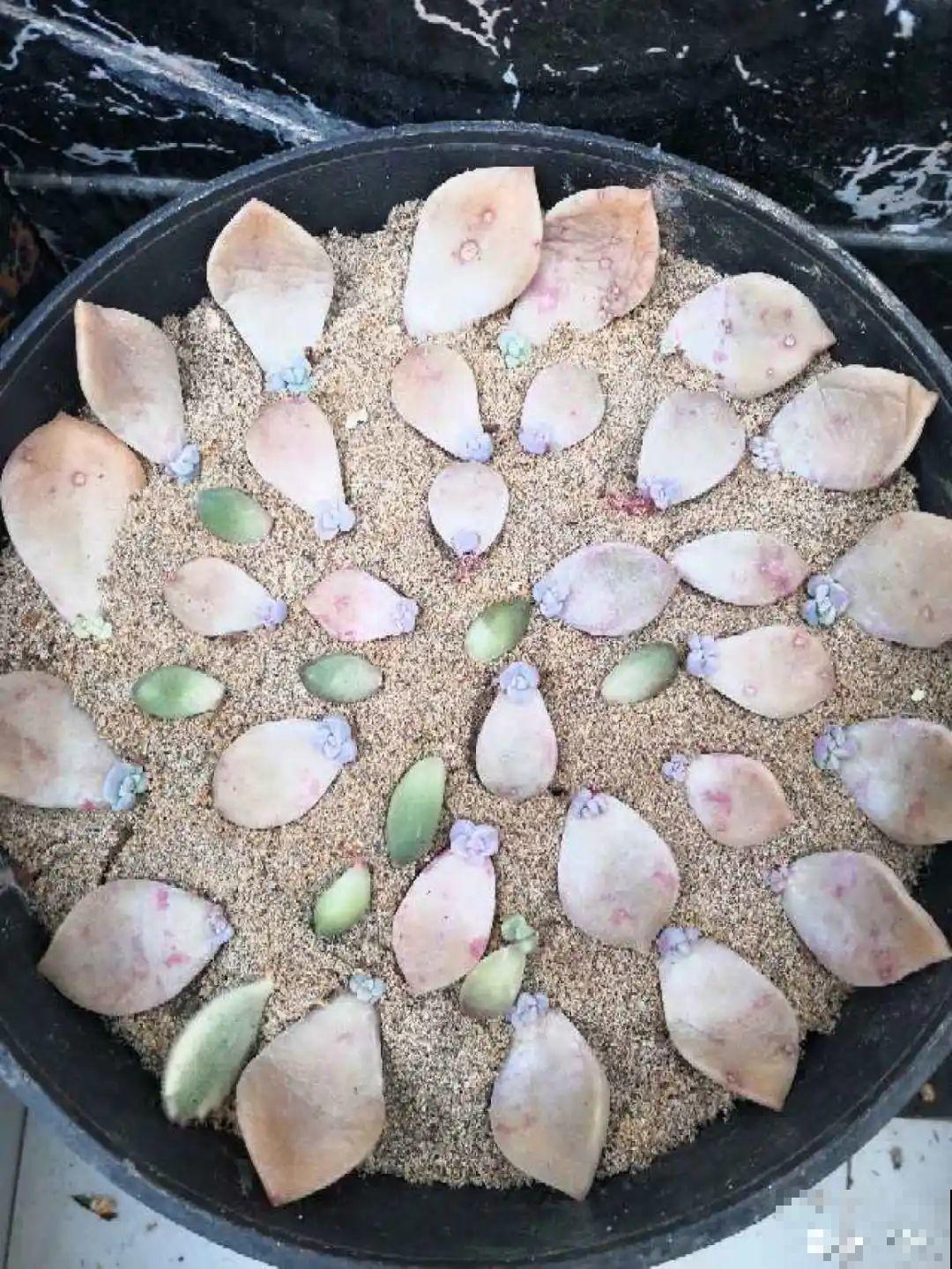 5种花不用土,掰一块木板子来养花,省了大笔买土钱! 5种花不用土,掰一块木板子来养花,省了大笔买土钱!