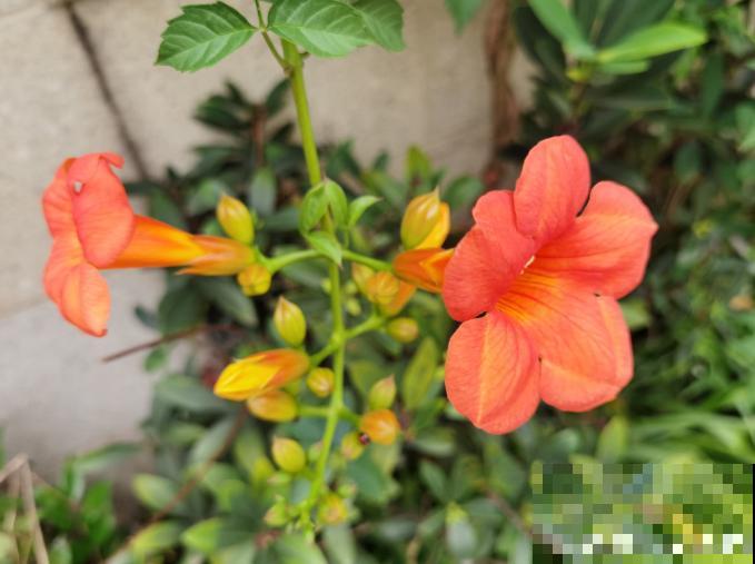 为什么手机拍出来的花,颜色总是失真?教你拍出真正好看的花! 为什么手机拍出来的花,颜色总是失真?教你拍出真正好看的花!