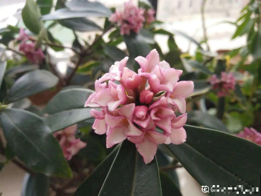 公认难养的20种花,养一盆死一盆,下次还敢买? 公认难养的20种花,养一盆死一盆,下次还敢买?