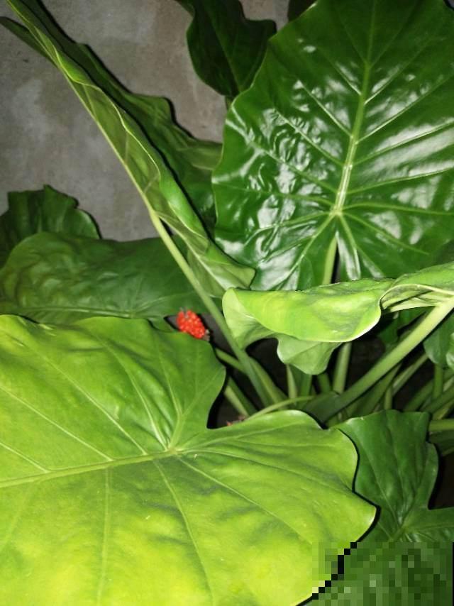 不适合老人养的7种花，身上带刺有危险，尽量不要碰