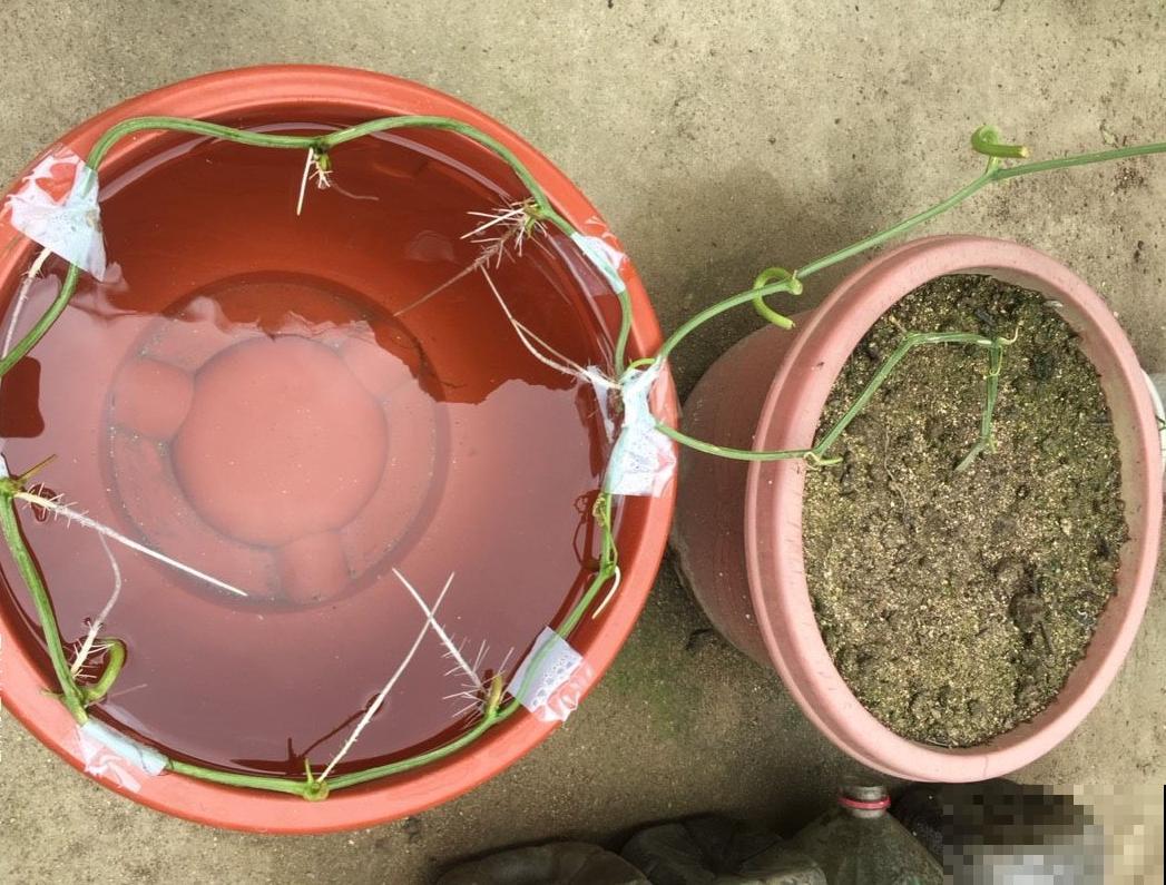 西红柿养成树,1年能结6000斤果,巨无霸第一次见! 西红柿养成树,1年能结6000斤果,巨无霸第一次见!