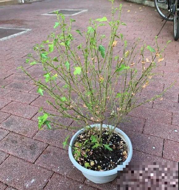 花养成光杆司令，赶紧这么救，3天冒新芽！
