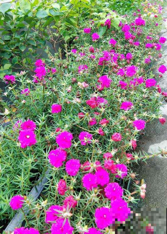 家里养盆不死鸟，叶子落土里就长新芽，繁殖速度堪比生物入侵