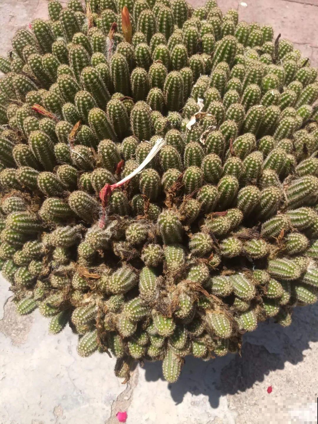 这花3年没浇水，却疯长得把盆撑爆，懒人福利啊！