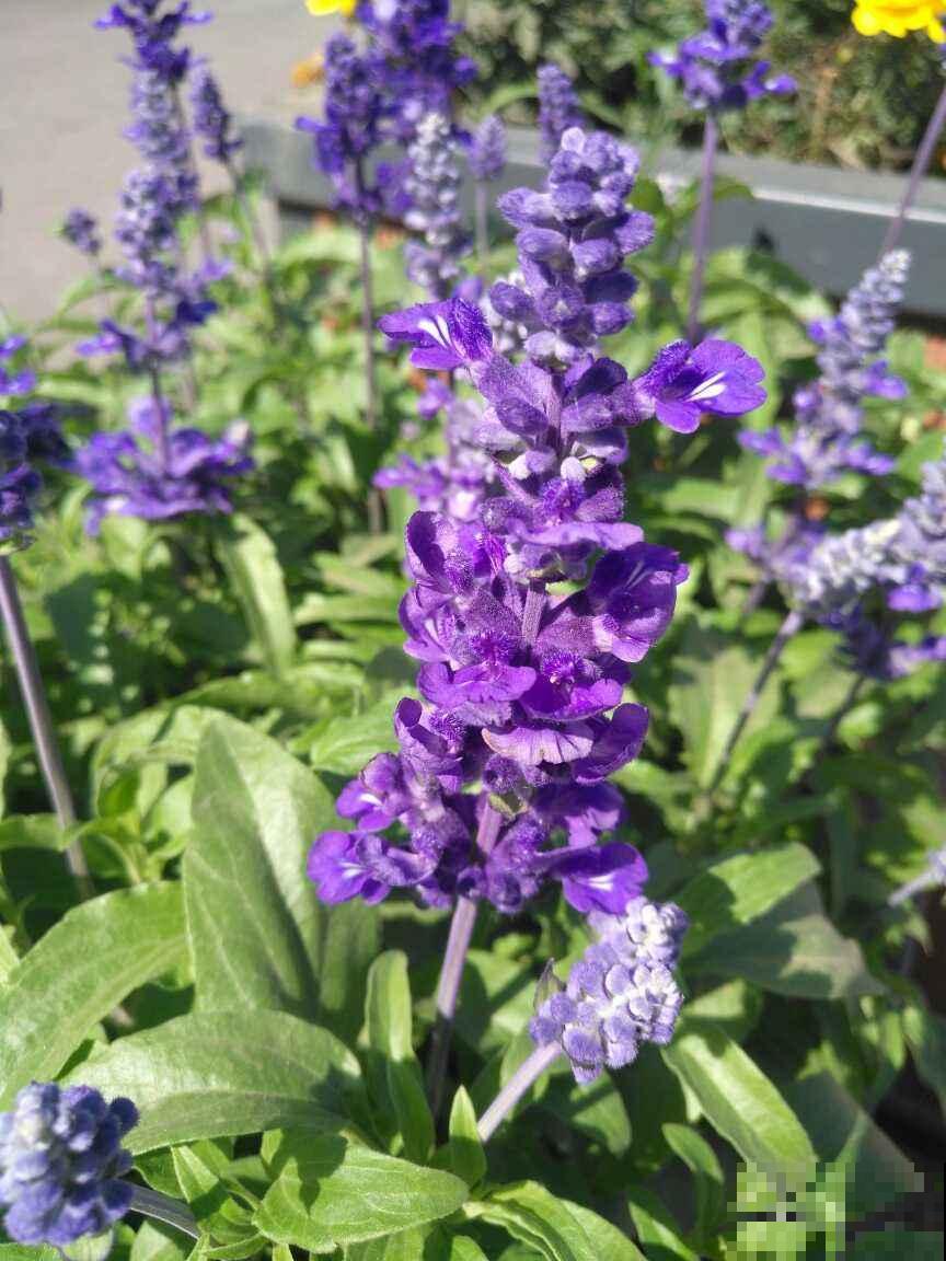 十二生肖花，每一种都代表一个属相，来看看你是哪一种