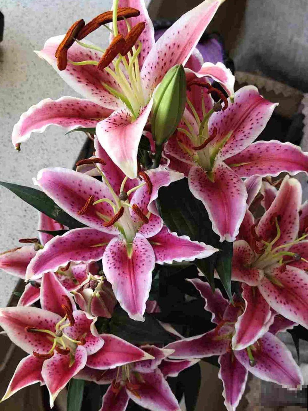 5种花,卧室不能养,离太近都不好! 5种花,卧室不能养,离太近都不好!