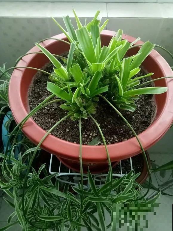 三角梅狠心剪一剪，花芽蹭蹭冒，开爆盆