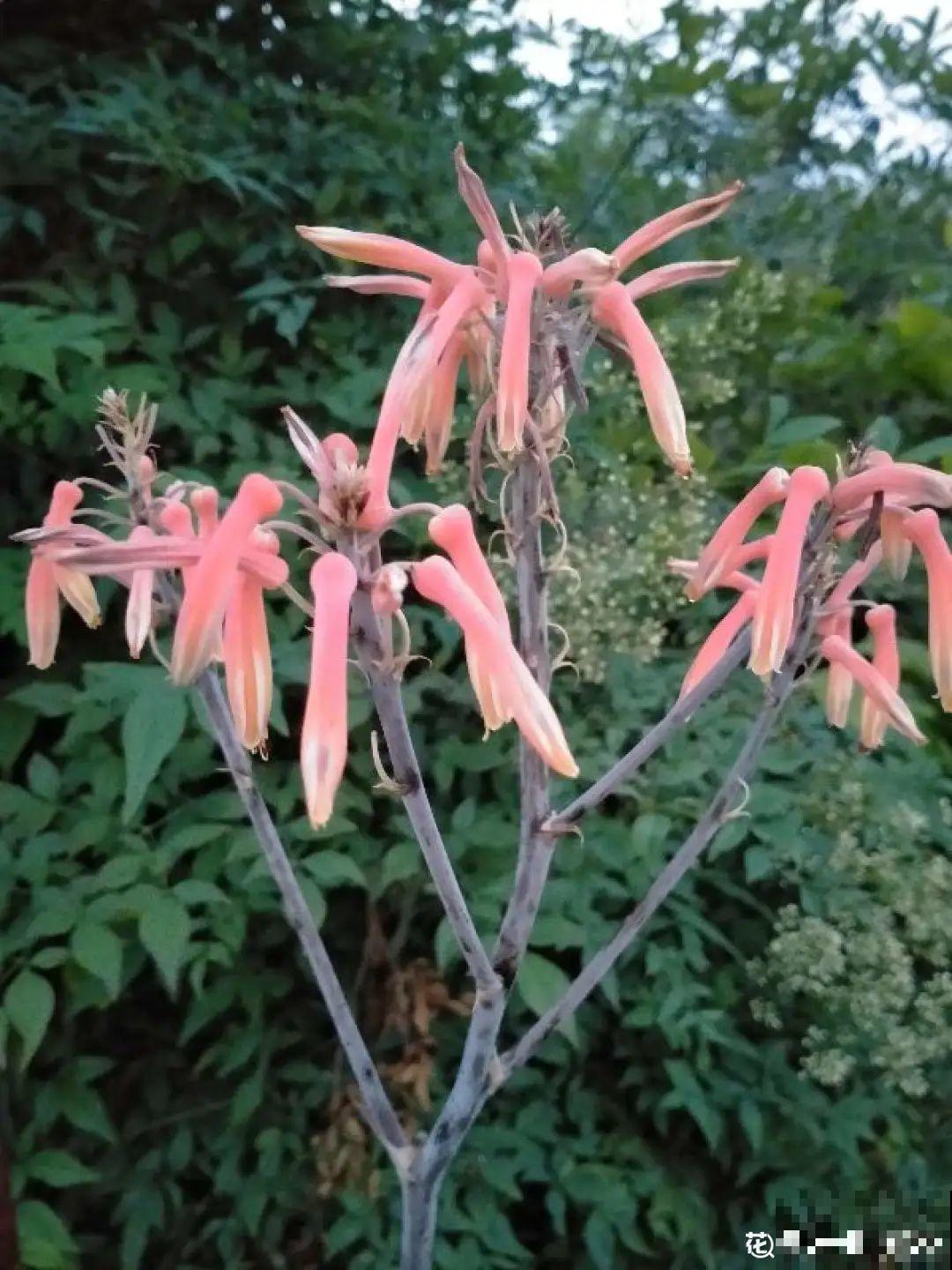 养了20年的玉树，满树开粉花，据说好运要来了！