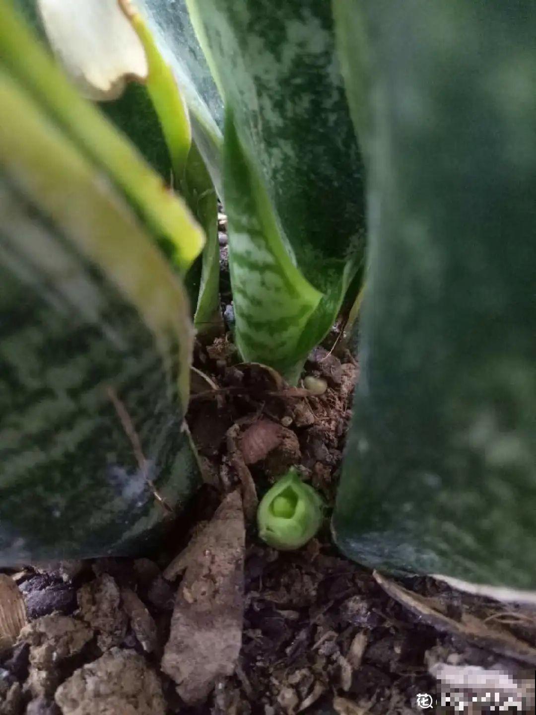 不用施肥打药,这花旱它几个月,疯狂爆花! 不用施肥打药,这花旱它几个月,疯狂爆花!