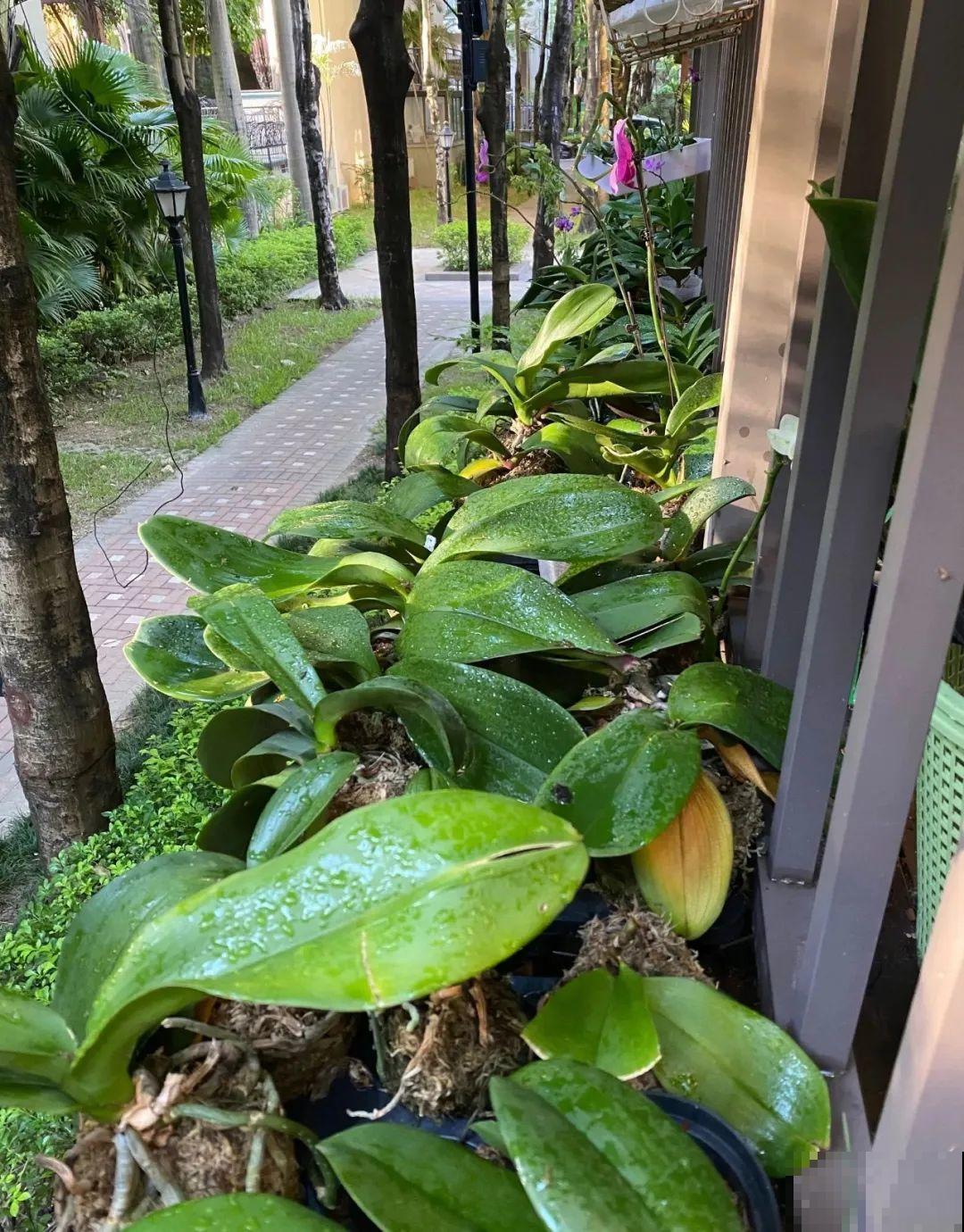 38℃高温，家里的花挺不过去，只剩盆了！