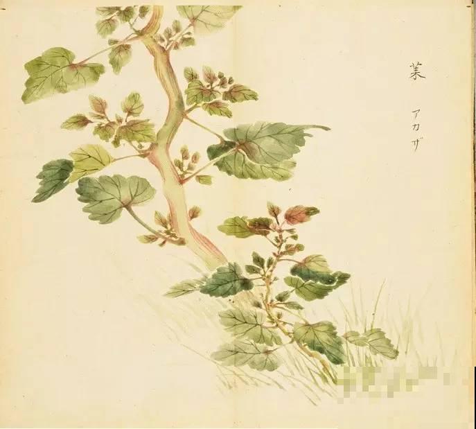 诗经里的植物,美了3000多年,有图有真相! 诗经里的植物,美了3000多年,有图有真相!