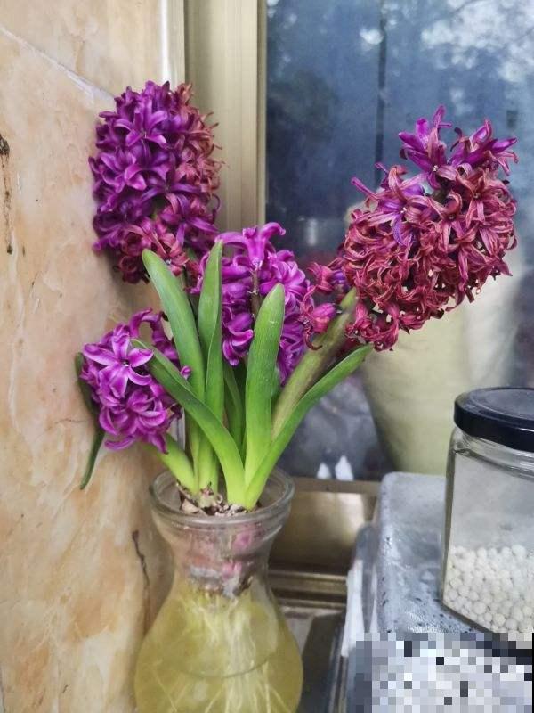 卧室禁养的4种花，养一盆就头晕，赶紧搬走