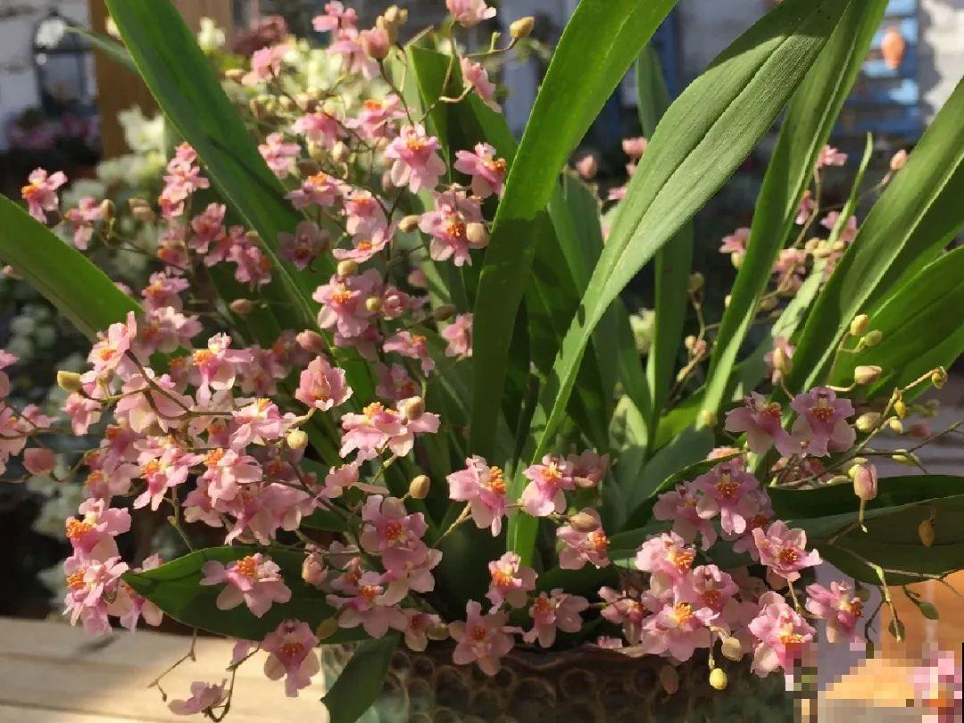 公认最好养的兰花,一次开花1000朵,满屋子兰香! 公认最好养的兰花,一次开花1000朵,满屋子兰香!