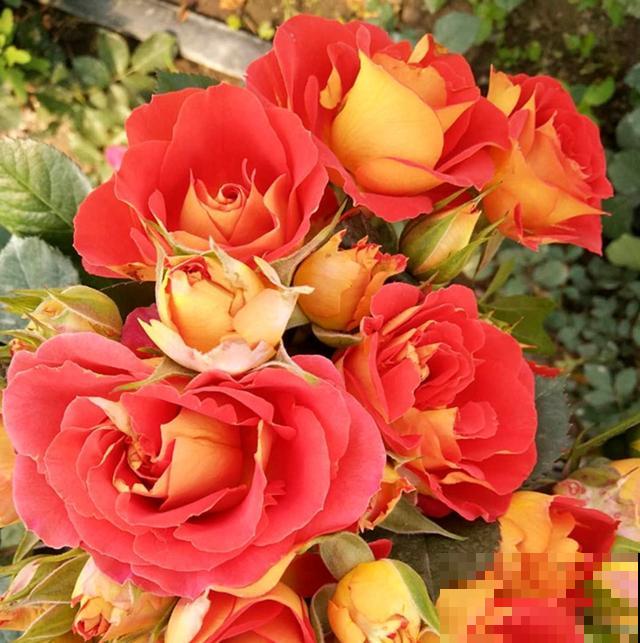 专属12星座的月季花,快看你的星座是什么月季吧! 专属12星座的月季花,快看你的星座是什么月季吧!